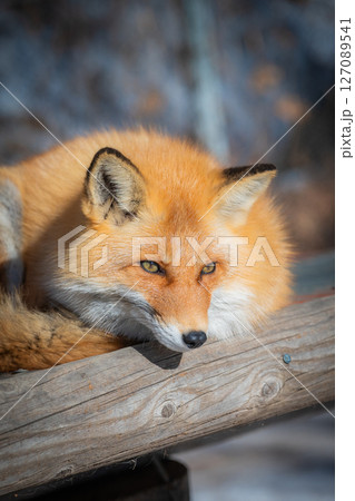 北海道　北見　北きつね牧場 127089541