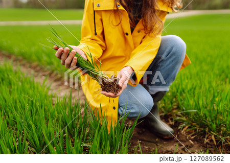 Farmer woman holding green wheat sprouts, checking growth. Scientist is checking the plant. Farmer woman holding green wheat sprouts, checking growth. Scientist is checking the plant. 127089562