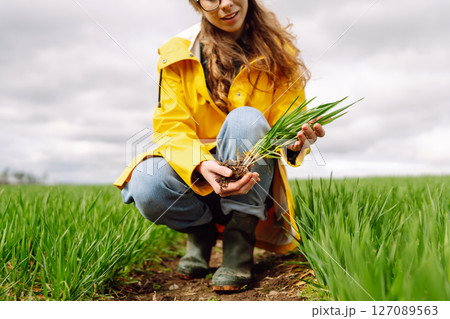 Farmer woman holding green wheat sprouts, checking growth. Scientist is checking the plant. Farmer woman holding green wheat sprouts, checking growth. Scientist is checking the plant. 127089563