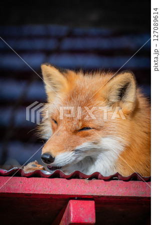 北海道　北見　北きつね牧場 127089614