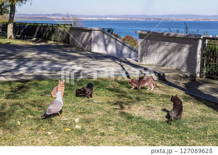 Cats and seagull in park near sea. Group of cats and seagull interact on grass near sea promenade, ocean view in background. Concept of friendship, contact, communication, coastal life, life moment Cats and seagull in park near sea. Group of cats and seagull interact on grass near sea promenade, ocean view in background. Concept of friendship, contact, communication, coastal life, life moment 127089628