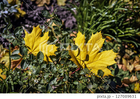 Autumn leaves on green grass. Two bright yellow maple leaves rest gently on green bush foliage in natural sunlight. Concept of autumn season, leaf contrast, nature texture. Natural autumn background Autumn leaves on green grass. Two bright yellow maple leaves rest gently on green bush foliage in natural sunlight. Concept of autumn season, leaf contrast, nature texture. Natural autumn background 127089631