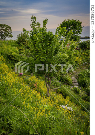 北海道　浦河　ルピナスの丘 127089753