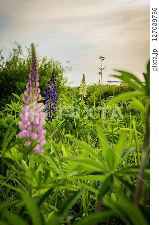 北海道 浦河 ルピナスの丘 北海道 浦河 ルピナスの丘 127089786