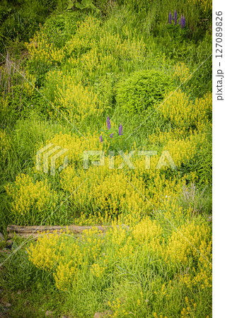 北海道　浦河町　ルピナスの丘 127089826