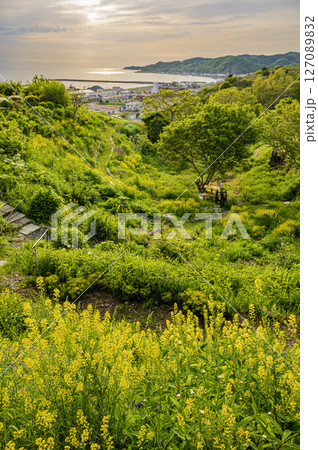 北海道　浦河町　ルピナスの丘 127089832
