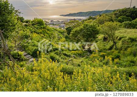 北海道　浦河町　ルピナスの丘 127089833