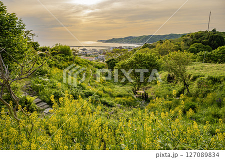 北海道　浦河町　ルピナスの丘 127089834