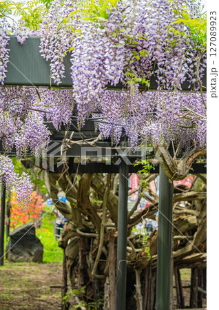 北海道 札幌市 藤棚の風景 北海道 札幌市 藤棚の風景 127089923