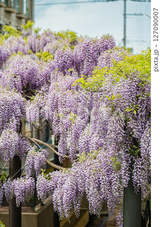 北海道 札幌市 藤棚の風景 北海道 札幌市 藤棚の風景 127090007