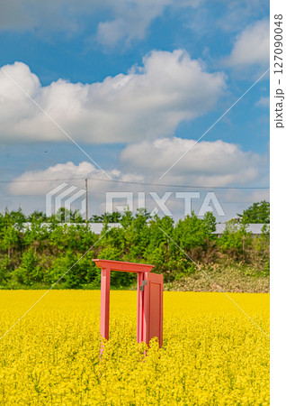 北海道　安平町の菜の花畑 127090048