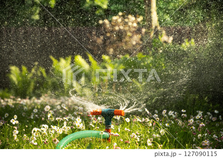 Garden sprinkler watering flowerbed and green lawn with flowers. Watering garden a hose at heat summer. Close up. Automatic smart irrigation system. 127090115