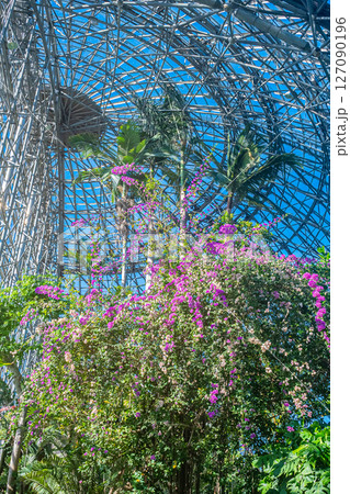 東京　熱帯植物園の風景 127090196