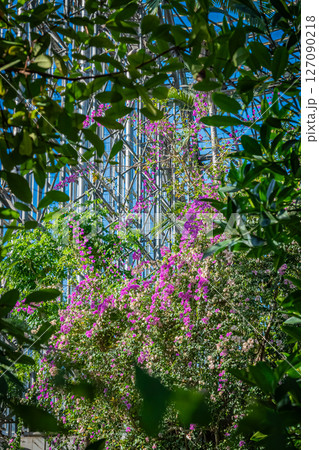 東京　熱帯植物園の風景 127090218