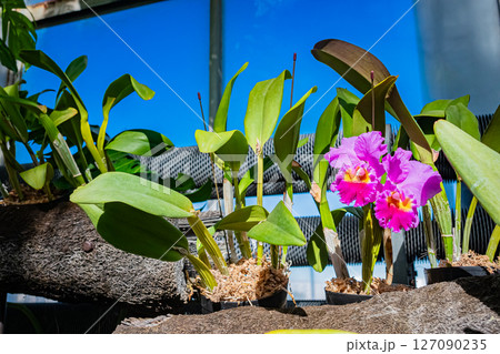 東京　熱帯植物園の風景 127090235