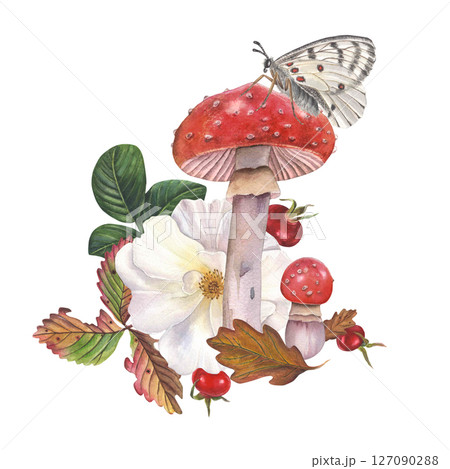 Watercolor rose hips, autumn acorn and strawberry leaves, rose hips, rose rose, white apollo butterfly and fly agaric. Composition isolated on white background, hand-drawn Watercolor rose hips, autumn acorn and strawberry leaves, rose hips, rose rose, white apollo butterfly and fly agaric. Composition isolated on white background, hand-drawn 127090288