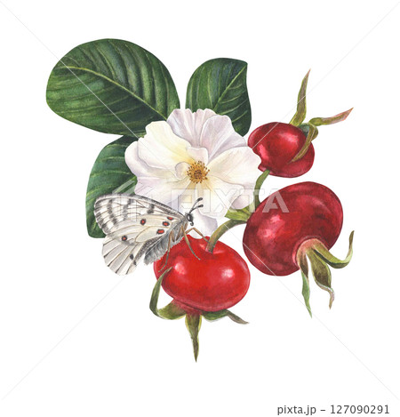 Watercolor rose hips, leaves, berries, flower and white apollo butterfly. Composition isolated on white background hand-drawn 127090291