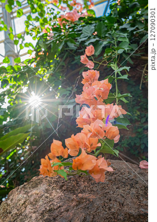 東京　夢の島熱帯植物館の風景 127090301