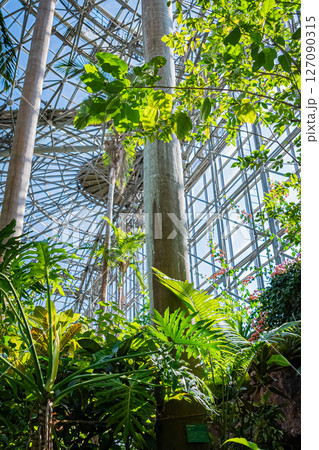 東京　夢の島熱帯植物館の風景 127090315