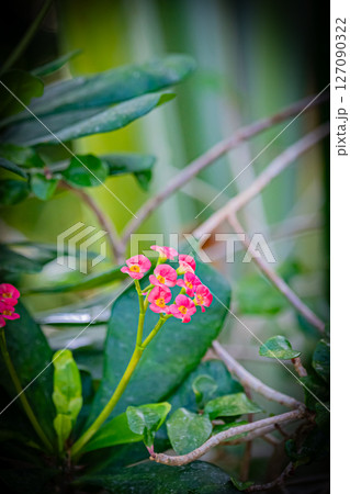 東京 夢の島熱帯植物館の風景 東京 夢の島熱帯植物館の風景 127090322