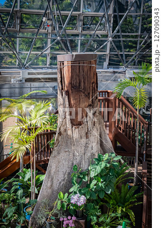 東京 夢の島熱帯植物館の風景 東京 夢の島熱帯植物館の風景 127090343