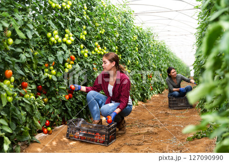 Hired workers harvest tomatoes Hired workers harvest tomatoes 127090990