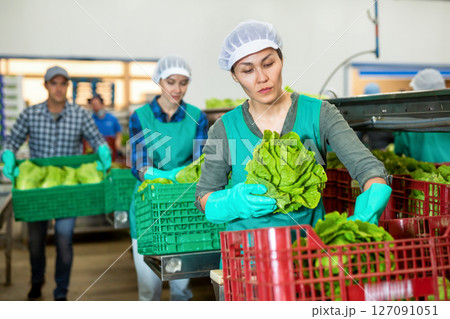 Female worker arranging lettuce in boxes at vegetable sorting factory 127091051