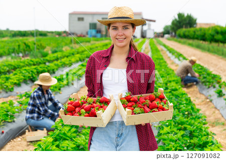 Young girl is standing on a plantation with two crates of ripe strawberries Young girl is standing on a plantation with two crates of ripe strawberries 127091082