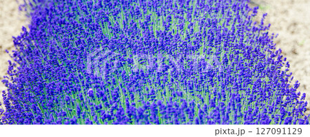 夏の北海道を飾るラベンダーの花 夏の北海道を飾るラベンダーの花 127091129