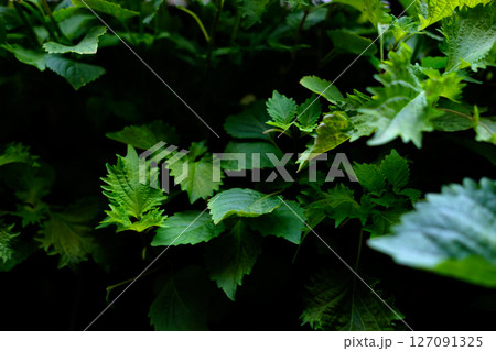 農薬なしで種から育てた家庭菜園の新鮮な青じその葉_1 127091325