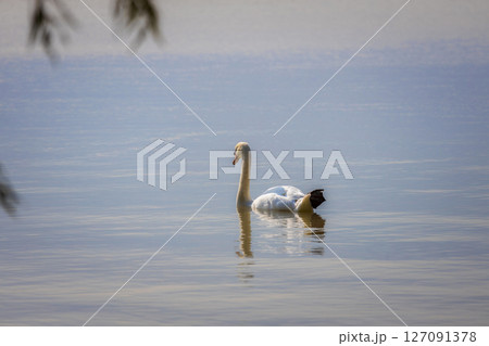Close up of a swan at sunset light in Hungary. Lake Balaton Close up of a swan at sunset light in Hungary. Lake Balaton 127091378