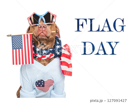 Happy Flag Day. Cute dog and American Flag Happy Flag Day. Cute dog and American Flag 127091427