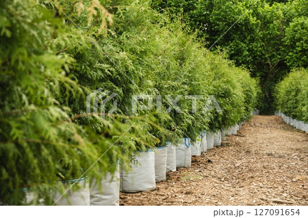 Lush green conifer thujas bush in row in garden in nursery. Varietal Brabant thuja in pot on ground for sale. Good for hedge. Lush green conifer thujas bush in row in garden in nursery. Varietal Brabant thuja in pot on ground for sale. Good for hedge. 127091654