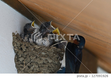 ツバメの子育て 127091926