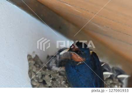 ツバメの子育て 127091933