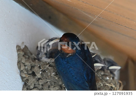 ツバメの子育て 127091935