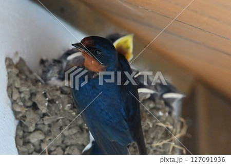 ツバメの子育て ツバメの子育て 127091936