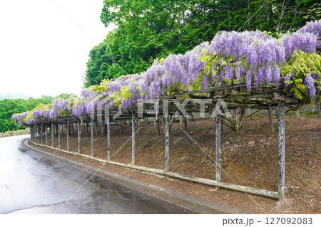 遠軽町丸瀬布の平和山公園の藤棚（雨天） 127092083