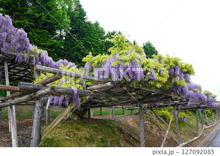 遠軽町丸瀬布の平和山公園の藤棚(雨天) 遠軽町丸瀬布の平和山公園の藤棚(雨天) 127092085