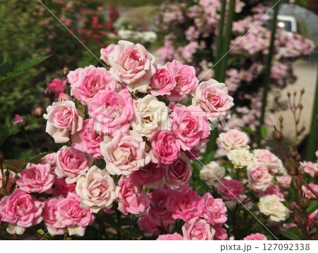 世界最小のバラ「リトルウッズ」 127092338