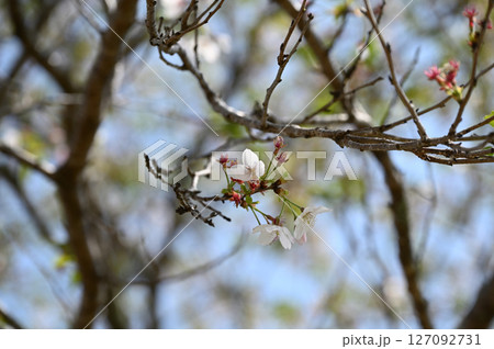 西都原古墳群の春 127092731