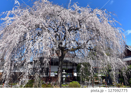青空に映える本満寺の枝垂れ桜 127092775