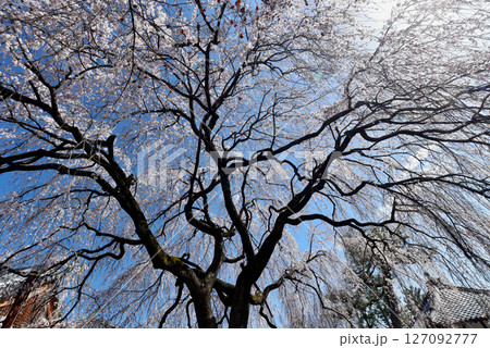 青空に映える枝垂れ桜 127092777
