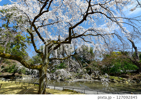 京都御苑 青空に映える満開の近衛邸の桜 京都御苑 青空に映える満開の近衛邸の桜 127092845