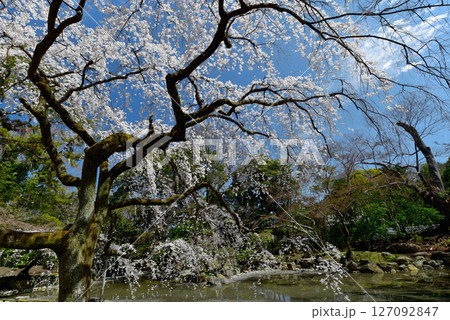 京都御苑 青空に映える満開の近衛邸の桜 京都御苑 青空に映える満開の近衛邸の桜 127092847