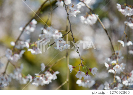 京都御苑の糸桜 京都御苑の糸桜 127092860