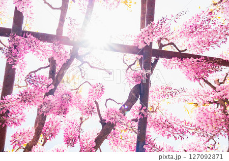 見上げる藤の花 見上げる藤の花 127092871