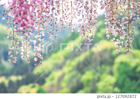 美しく垂れ咲く藤の花 127092872