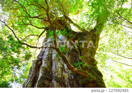 屋久島 紀元杉 屋久島 紀元杉 127092985