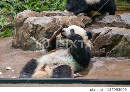 赤ちゃんパンダの男の子 127093006
